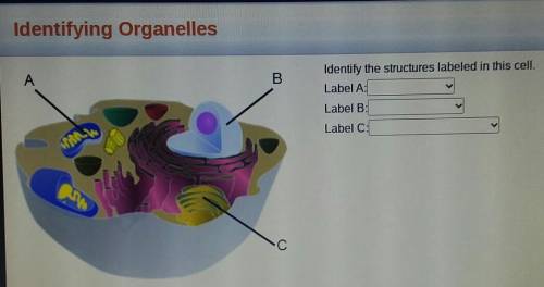 Identifying Organelles Identify the structures labeled in this cell. Label A: Label B: Label C: ​