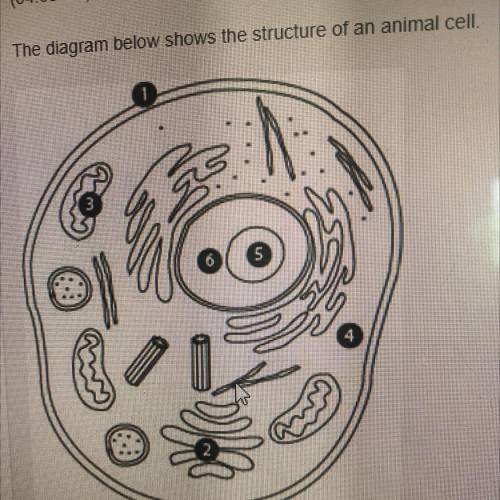 The diagram below shows the structure of an animal cell.

s
Which number label represents the cell