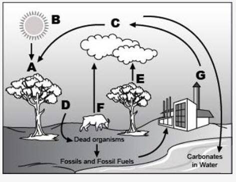 Analyze the given diagram of the carbon cycle below.

PLEASE HELP QUICKLY!!!
Part 1: Which compoun