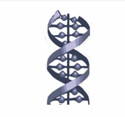 What does this diagram represent?
A)DNA
B)RNA
C)a gene
D)an allele