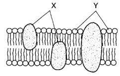 The diagram shown represents the fluid mosaic model of a plasma membrane. What do letters X and Y i