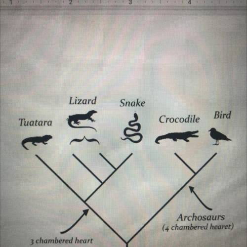 HELPPPP ASAP PLSSS WILL GIVE BRAINLIST (when I get two answers)

4. Describe the cladogram below.
