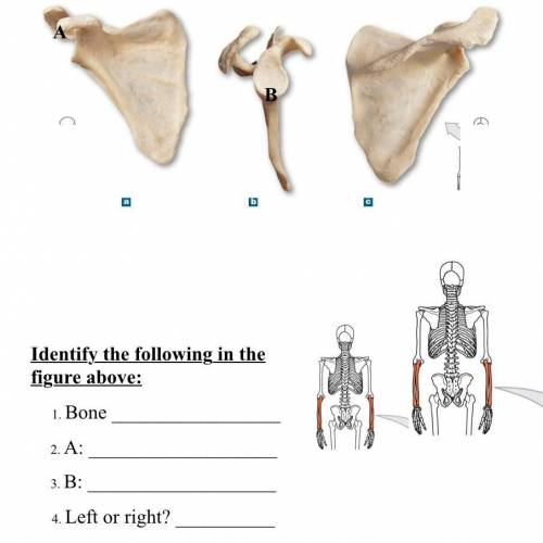 Identify the following in the bone to the right: