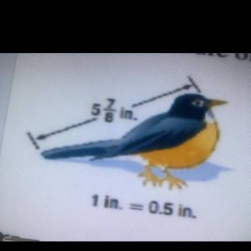 Find the measure of the bird model indicated below