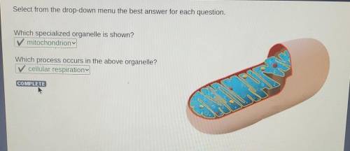 Select from the drop-down menu the best answer for each question. Which specialized organelle is sh