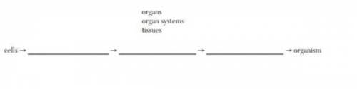 Use the terms below to complete the sequence of the levels of organization in a multicellular organ