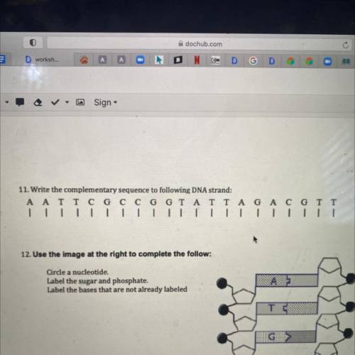 11. Write the complementary sequence to following DNA strand: