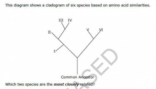 Cladogram Shows Six Species Based on Amino Acid similarities.

Which Two are mostly closely relate