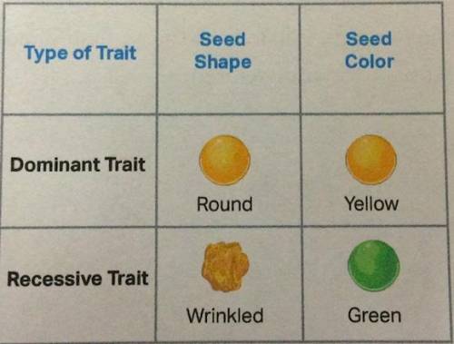If we use the letter Y for seed color, what is the genotype of a green pea?