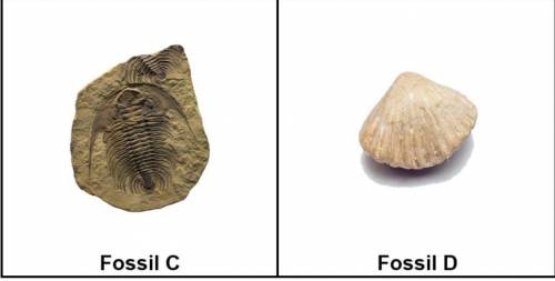 Question 1

Closely examine each fossil. Then, complete the table to record your observations, whi