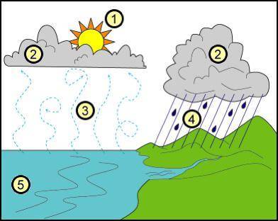 Study the picture.

From the water cycle , This causes the water to heat up and evaporate...
a.
wi