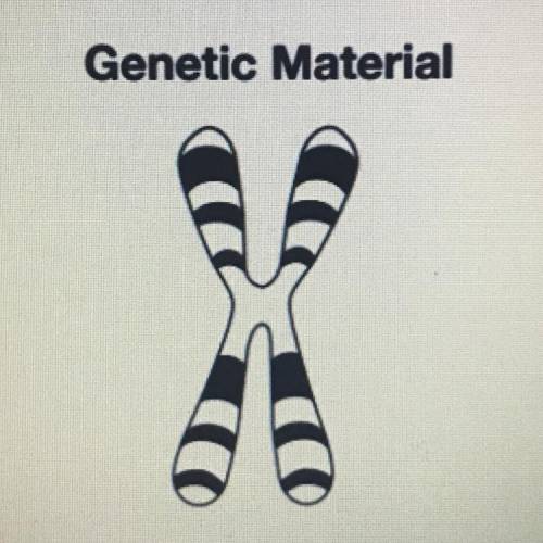 Use the image above to answer this question. Genes are composed of hereditary

material. Identify