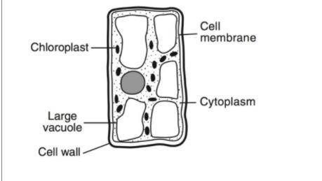Identify one other structure that could be found in this plant cell that is not labeled in the diag