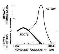 Plant hormones are chemical regulators that stimulate or inhibit growth depending on their concentr