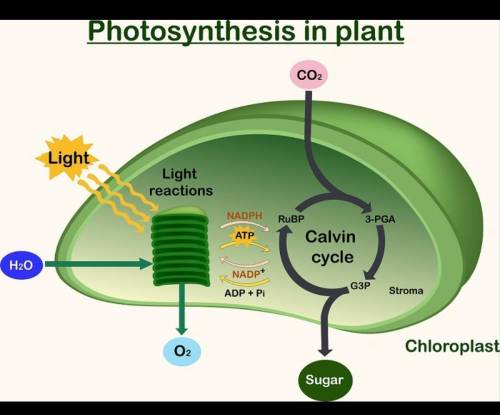 What are inputs and outputs of photosynthesis?