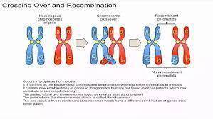 How does the meiosis, contributes to the process of evolution?