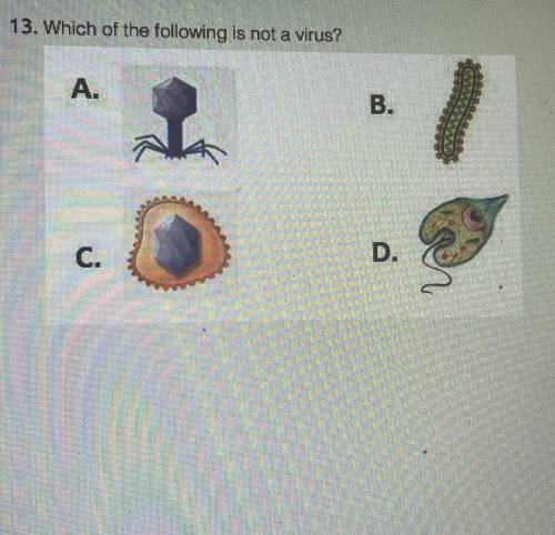 Which of the following is not a virus?