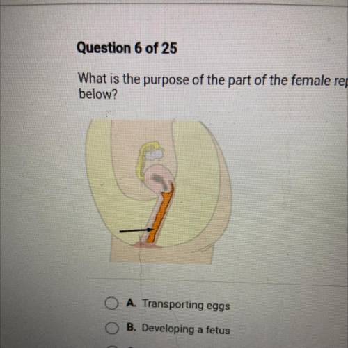 What is the purpose of the part of the female reproductive system highlighted

below?
A. Transport