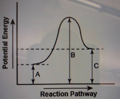 The diagram shows the potential energy changes for a reaction pathway. (10 points) Potential Energy