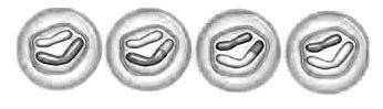 What stage of meiosis is seen here:

telophase
telophase 1
telophase 2
interphase