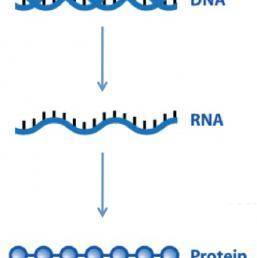 The genetic code of DNA expressed as proteins occurs in a two step process as shown below. Which of