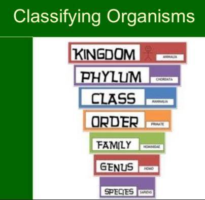 What is classification of living things?