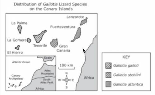 Three species of lizards of the genus Gallotia are found on the Canary Islands, a chain of seven vo