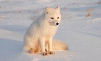 GIVING BRAINLIEST

What adaptation allows the Artic fox to survive in its environment?
A) Shor