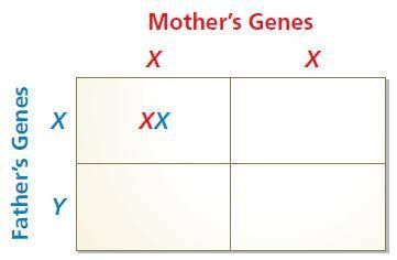 A Punnett square is a grid used to show possible gene combinations for the offspring of two parents