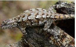 A fence lizard is shown in the image below.

The main defense of a fence lizard is camouflage, whi