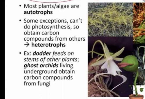 True or False: Plants are heterotrophs and get their food from the soil