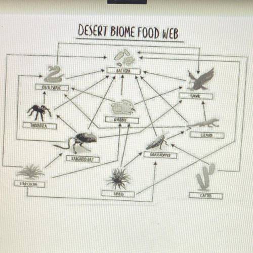 What are the Omnivores in this food web?