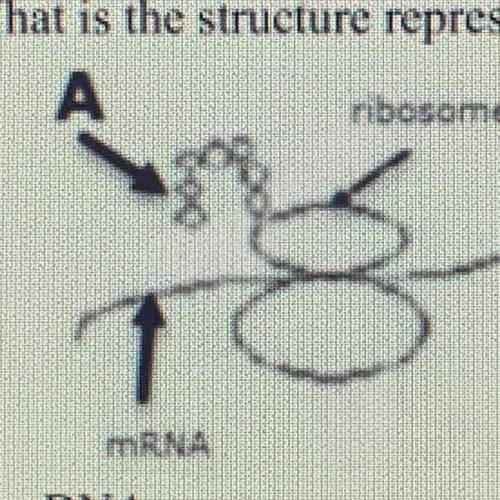 What is the structure represented by the letter A?

nibosome
mRNA
C.
a. DNA
b. mRNA
nucleotide cha