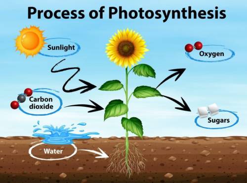 Plants get from the air and release through the leaves is absorbed by the ground through the roots t