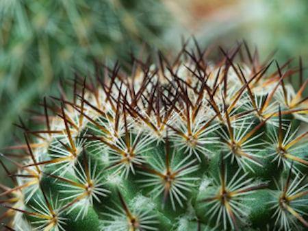 Why are spines considered a physical characteristic adaptation in cactus?

A) The spines make the