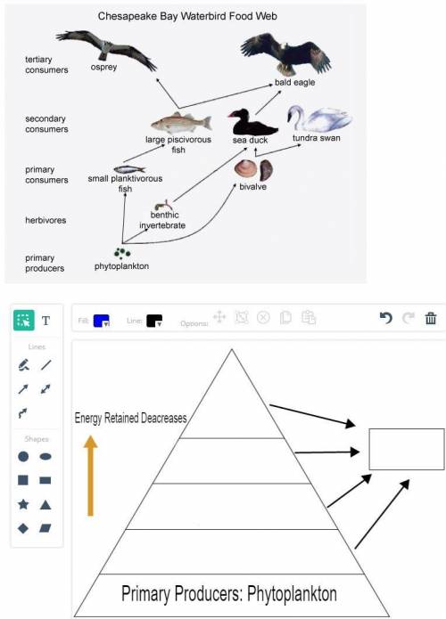 ASAP PLEASE I NEED THIS WITHIN 25 Minutes!!! Carefully review the image. Based on this food web, fi