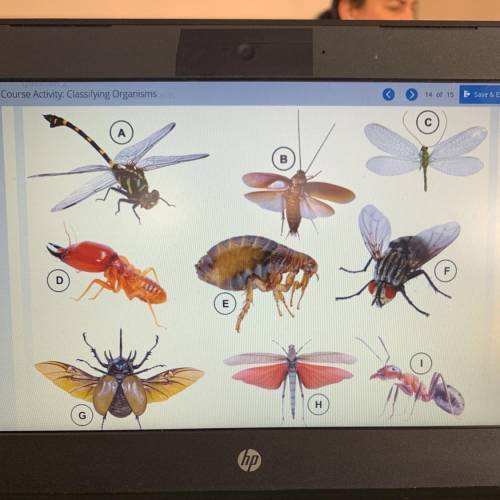 Question 2 this image shows nine different insects. Use this dichotomous key to identify the taxono
