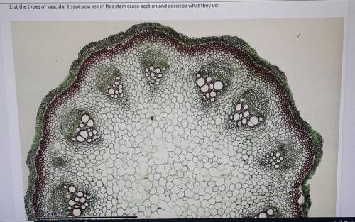 List the types of vascular tissue you see in this stem cross-section and describe what they do:

P