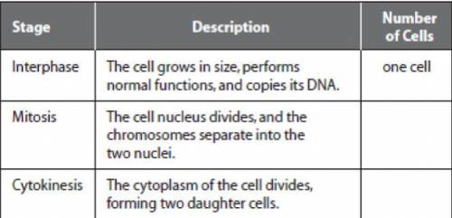 Complete the table by writing the number of cells present at the end of each stage. The first one h