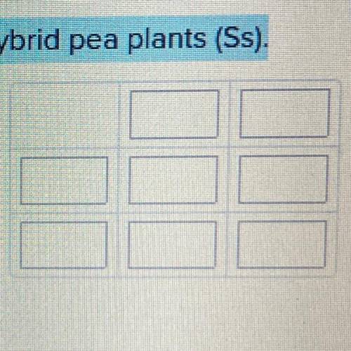 Make a Punnett Square for two smooth seed hybrid pea plants (Ss).