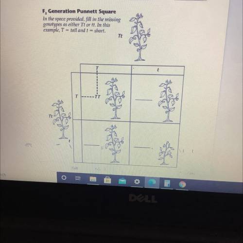 Does anyone know how to do Punnet squares?

Use the Punnet square to answer the question
1. Write