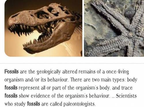 What do you mean by fossil. explain importance of fossil as proof of evolution.​
