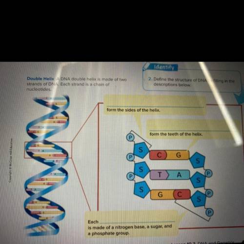 2. Define the structure of DNA by filling in the
descriptions below