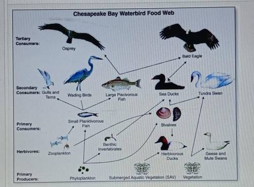 Food Web Can someone help Please??

IDENTIFY A PRODUCER,CONSUMER,AND DECOMPOSER IN THE FOOD WEB.