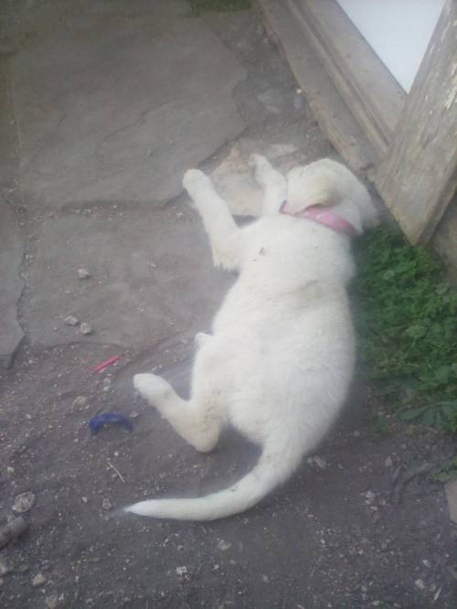 This is my dad dog it is a girl and her name is Bianca. She is a albino German Shepherd