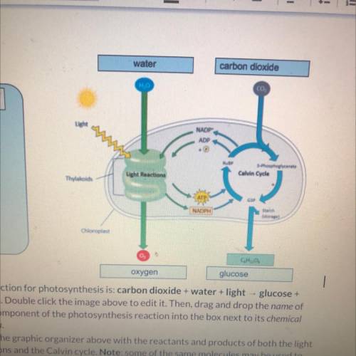 What are the products and the Calvin cycle 
Can someone help me please