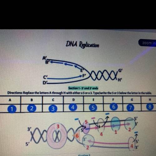 For Section 1 look at the picture under DNA replication