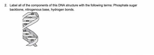 Label all of the components of this DNA structure with the following terms: Phosphate sugar backbon