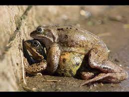 In case yall wonder how frogs have se-x