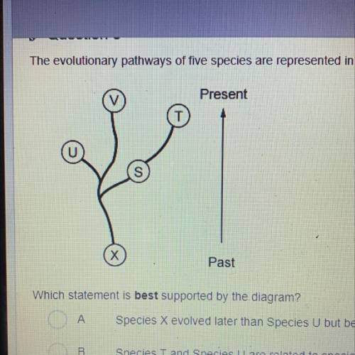 The evolutionary pathway of five species are represented in the diagram below.

Which statement is
